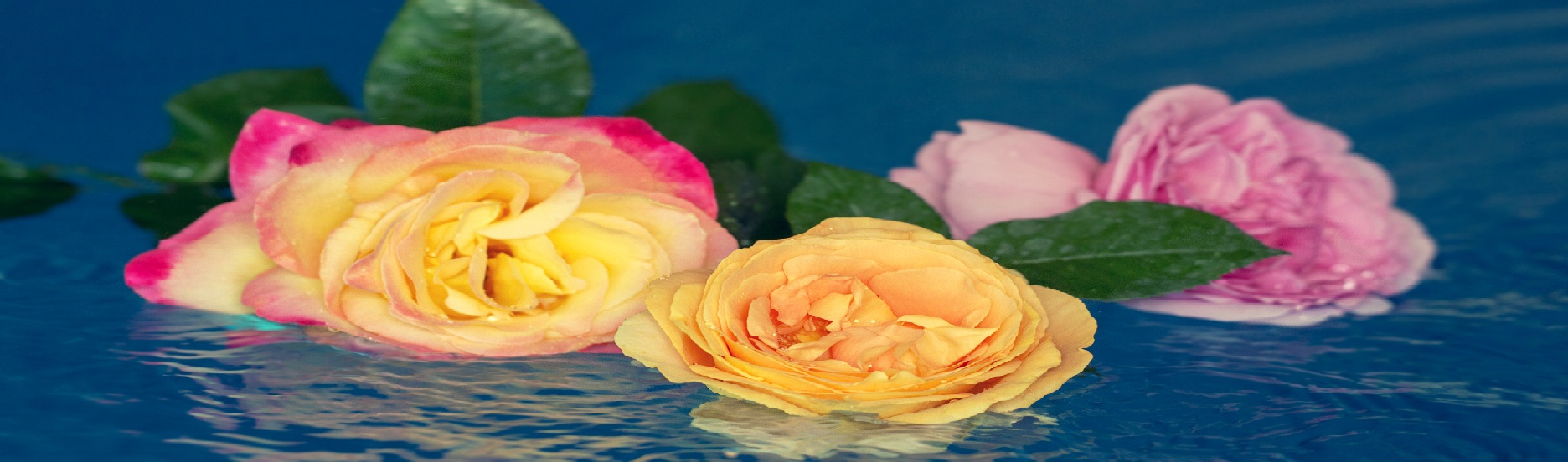 Bouquet of roses in a water